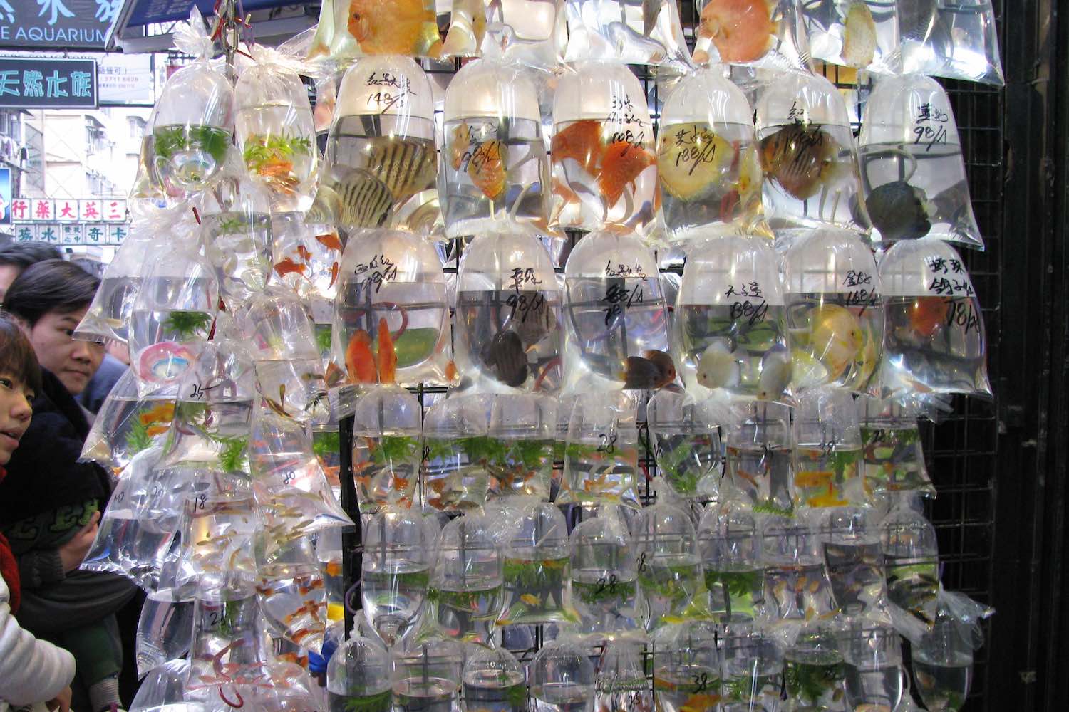 Goldfish Market, Hong Kong