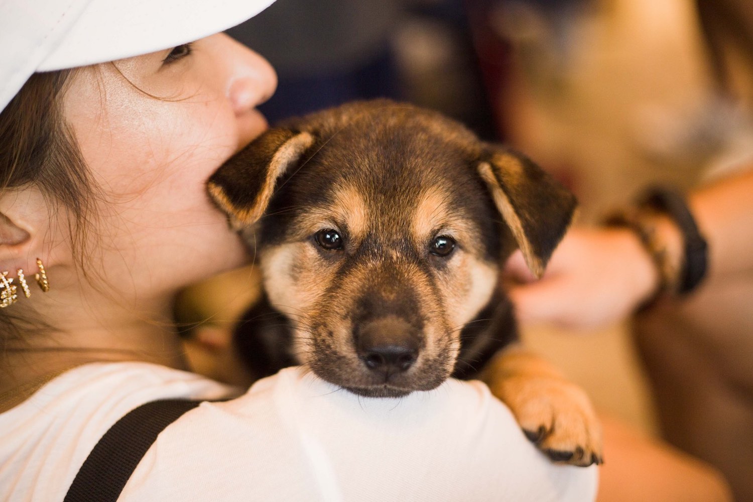 Hong Kong Dog Rescue, Hong Kong