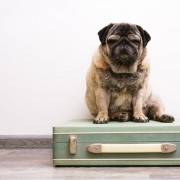 How to successfully relocate your pet without an agency