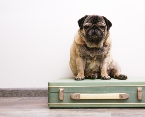 How to successfully relocate your pet without an agency