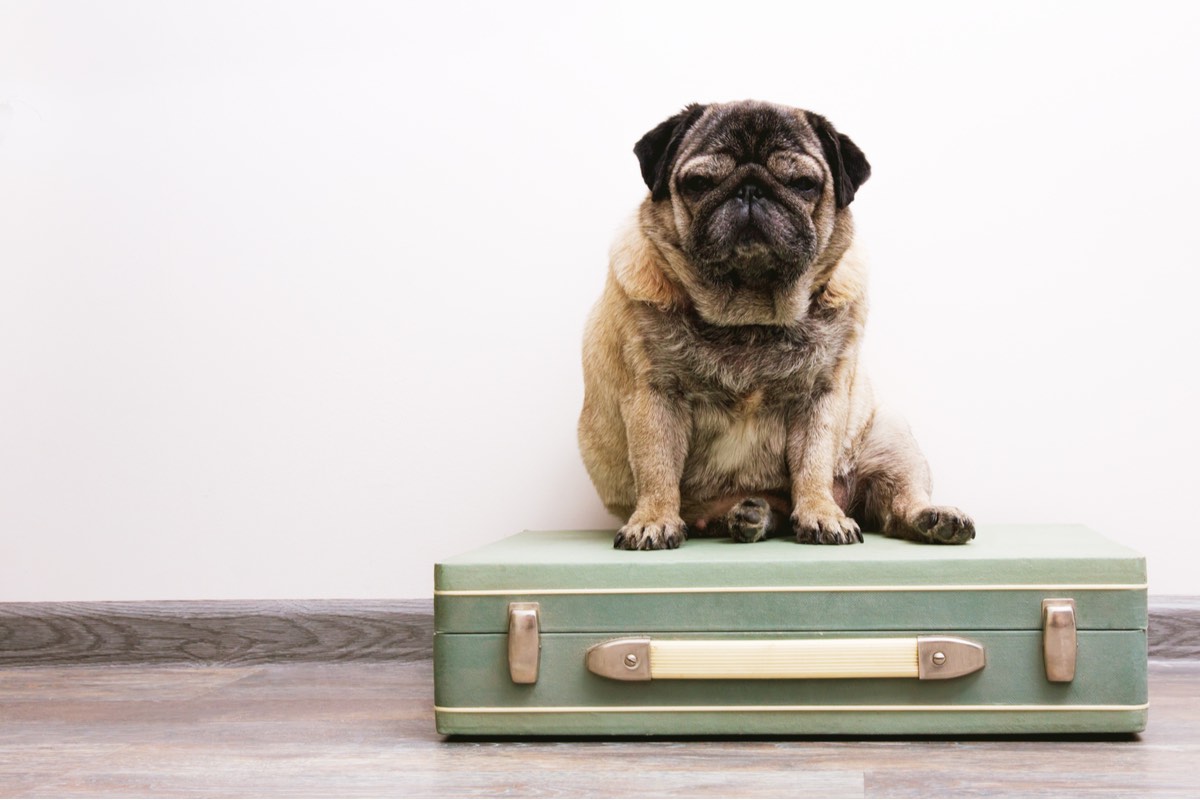 How to successfully relocate your pet without an agency