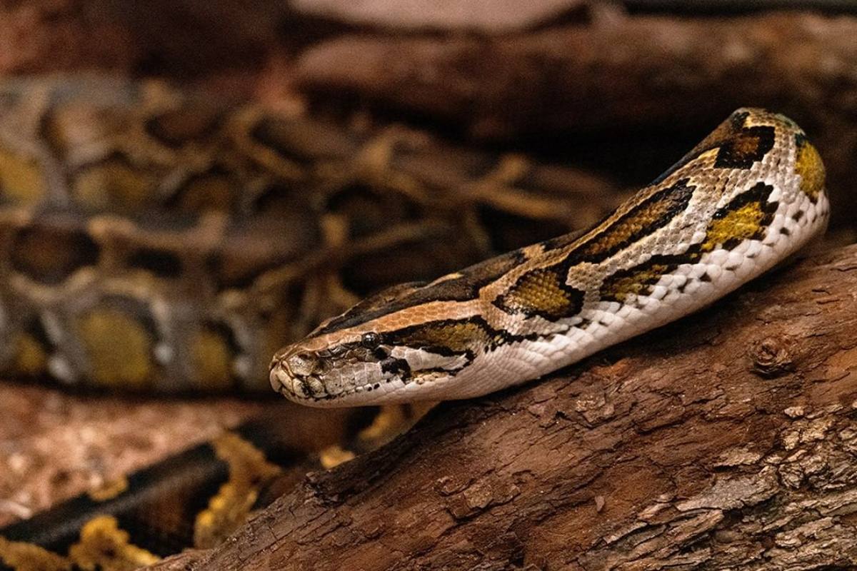 Everything you need to know about snakes in Hong Kong