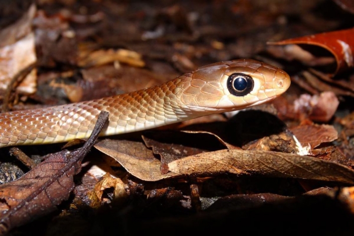 Everything you need to know about snakes in Hong Kong