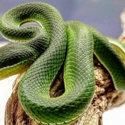 White Lipped Pit Viper