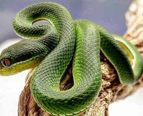 White Lipped Pit Viper