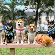 Dog parks in Hong Kong