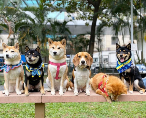 Dog parks in Hong Kong