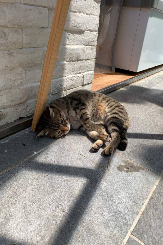 Ling cats of ap lei chau