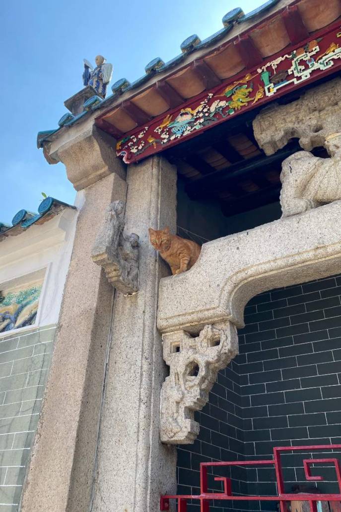 Temple Cat of ap lei chau