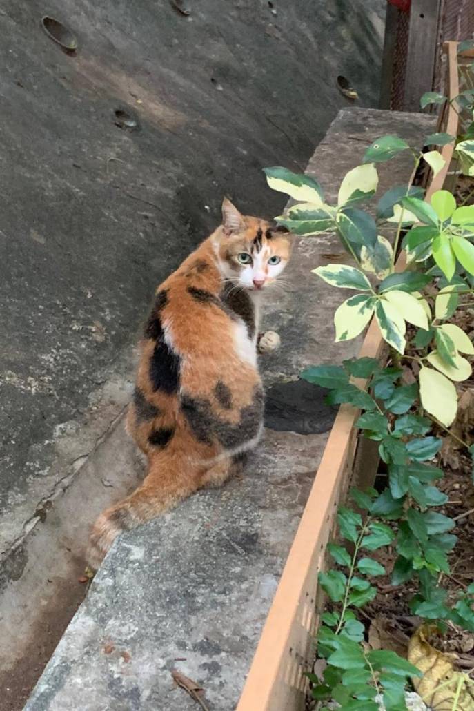 Wild cats of ap lei chau