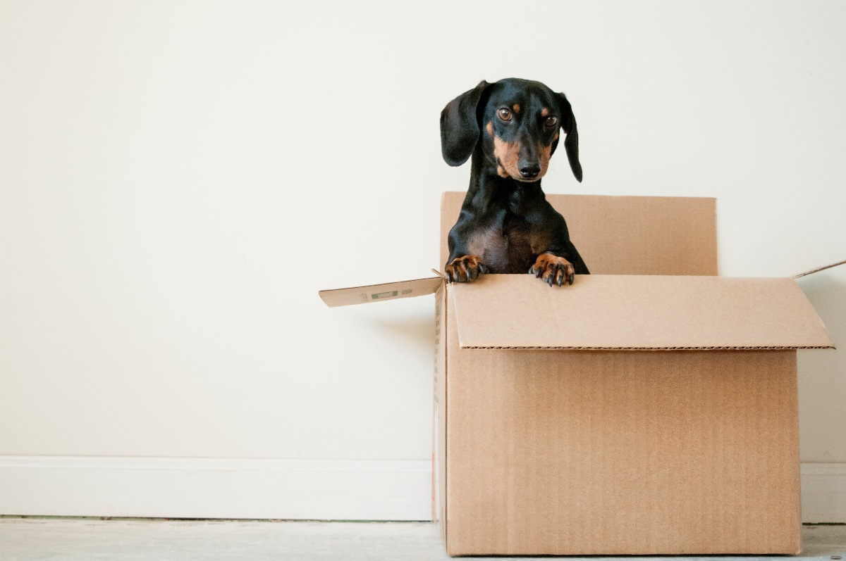 moving house with pets hong kong