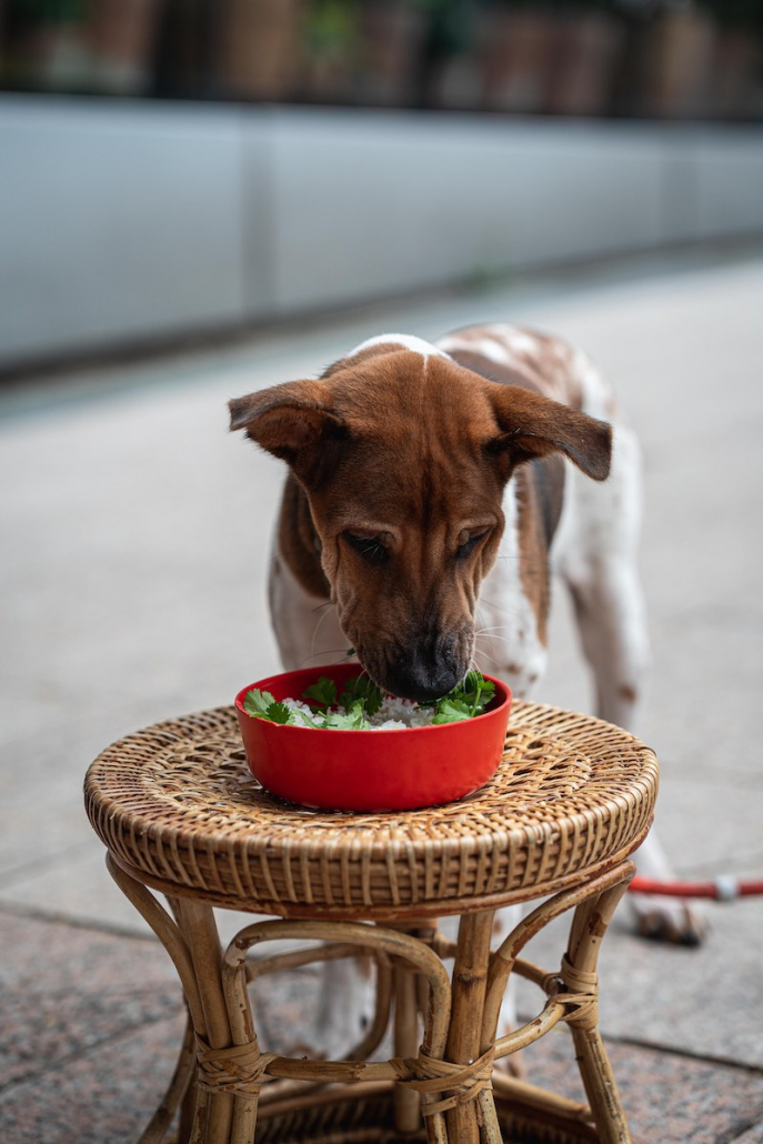 Dog Friendly Restaurants Sip Song Rex