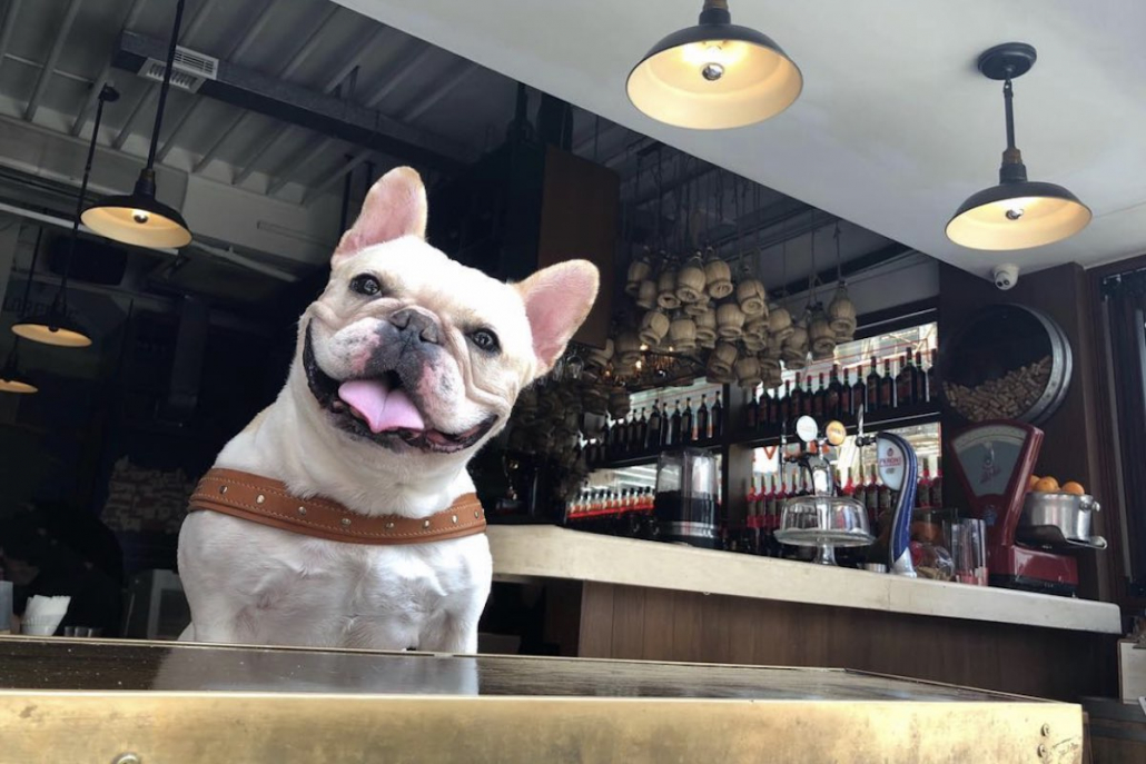 Dog Friendly Restaurants Stazione Novella