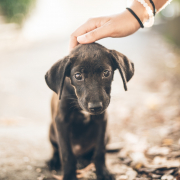 Puppy adoption Photo by Ryan Christodoulou on Unsplash