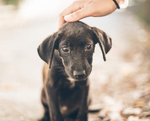 Puppy adoption Photo by Ryan Christodoulou on Unsplash